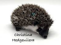 photo of hedgehog Christina Hedgeuilera, for sale