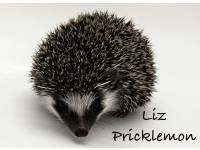 photo of hedgehog Liz Pricklemon, for sale
