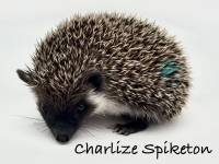 photo of hedgehog Charlize Spikeron, for sale