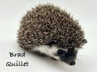 photo of hedgehog Brad Quillitt, for sale