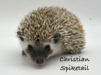 photo of hedgehog Christian Spiketail, for sale