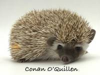 photo of hedgehog Conan O'Quillen, for sale
