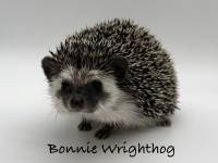 Bonnie Wrighthog