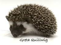 photo of hedgehog Greta Quillwig, for sale