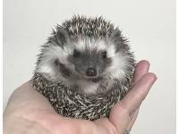 photo of hedgehog Dellaweeze, for sale