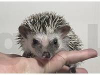 photo of hedgehog Dayleigh, for sale
