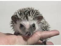 hedgehog photo