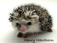photo of hedgehog Henry Hawthorne, for sale