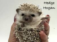 hedgehog photo