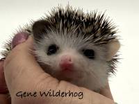 photo of hedgehog Gene Wilderhog, for sale