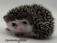 photo of hedgehog Gummybear, for sale