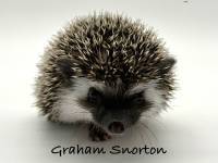 photo of hedgehog Graham Snorton, for sale