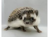 hedgehog photo