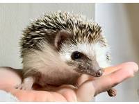 hedgehog photo
