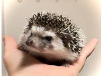 hedgehog photo