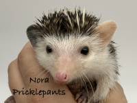 photo of hedgehog Nora Pricklepants, for sale