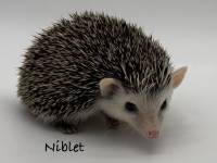 photo of hedgehog Niblet, for sale