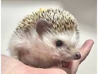 hedgehog photo