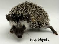 photo of hedgehog Nightfall, for sale