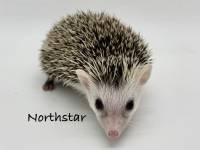 photo of hedgehog Northstar, for sale