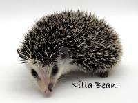 photo of hedgehog Nilla Bean, for sale