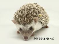 photo of hedgehog Nibblekins, for sale