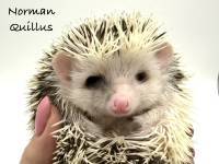 photo of hedgehog Norman Quillus, for sale