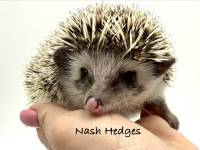 photo of hedgehog Nash Hedges, for sale