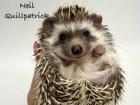 photo of hedgehog Neil Quillpatrick, for sale