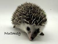 photo of hedgehog Nutmeg, for sale