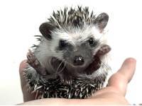 hedgehog photo