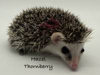 photo of hedgehog Hazel Thornberry, for sale
