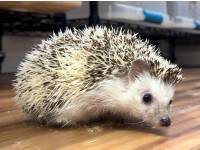 hedgehog photo