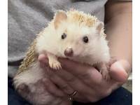 hedgehog photo