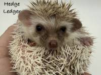 photo of hedgehog Hedge Ledger, for sale