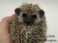 photo of hedgehog Henriettta Huffington, for sale