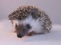 photo of hedgehog Helena Softspine, for sale