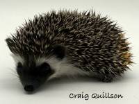 photo of hedgehog Craig Quillson, for sale