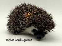 photo of hedgehog Chloe Quillgrace, for sale