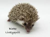 photo of hedgehog Blake Livelyquill, for sale