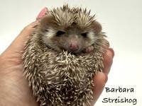 photo of hedgehog Barbara Streishog, for sale