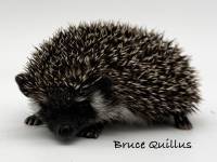 photo of hedgehog Bruce Quillis, for sale