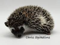 photo of hedgehog Chris Spikelins, for sale