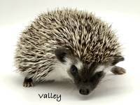 photo of hedgehog Valley, for sale