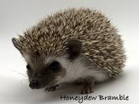 photo of hedgehog Honeydew Bramble, for sale