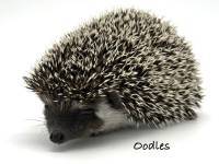 photo of hedgehog Oodles, for sale