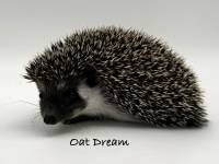 photo of hedgehog Oat Dream, for sale