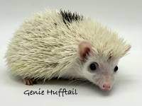 photo of hedgehog Genie Hufftail, for sale