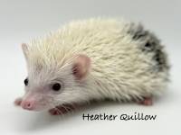 photo of hedgehog Heather Quillow, for sale