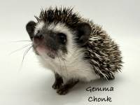 photo of hedgehog Gemma Chonk, for sale